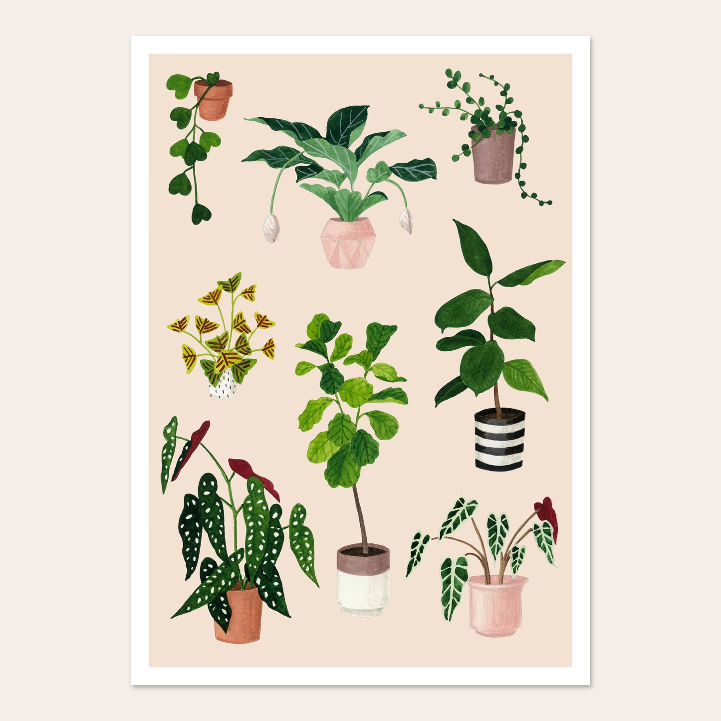 Affiche Plantes d'intérieur